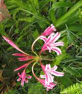 Image of Candy-striped crinum