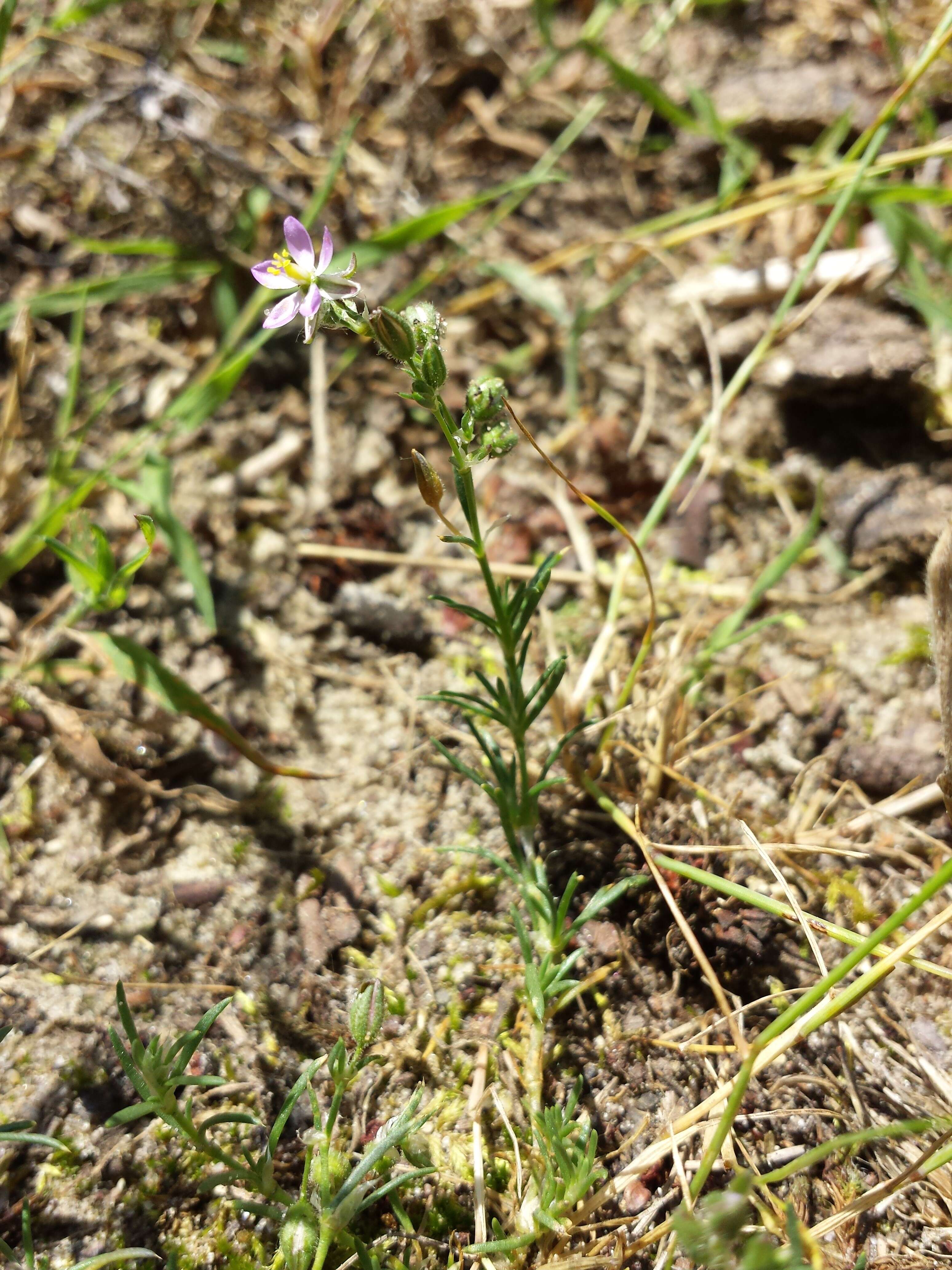 Plancia ëd Spergularia rubra (L.) J. Presl & C. Presl