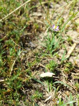 Image of red sandspurry