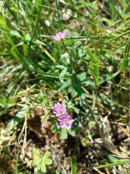 Imagem de Geranium molle L.