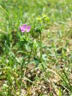 Imagem de Geranium molle L.