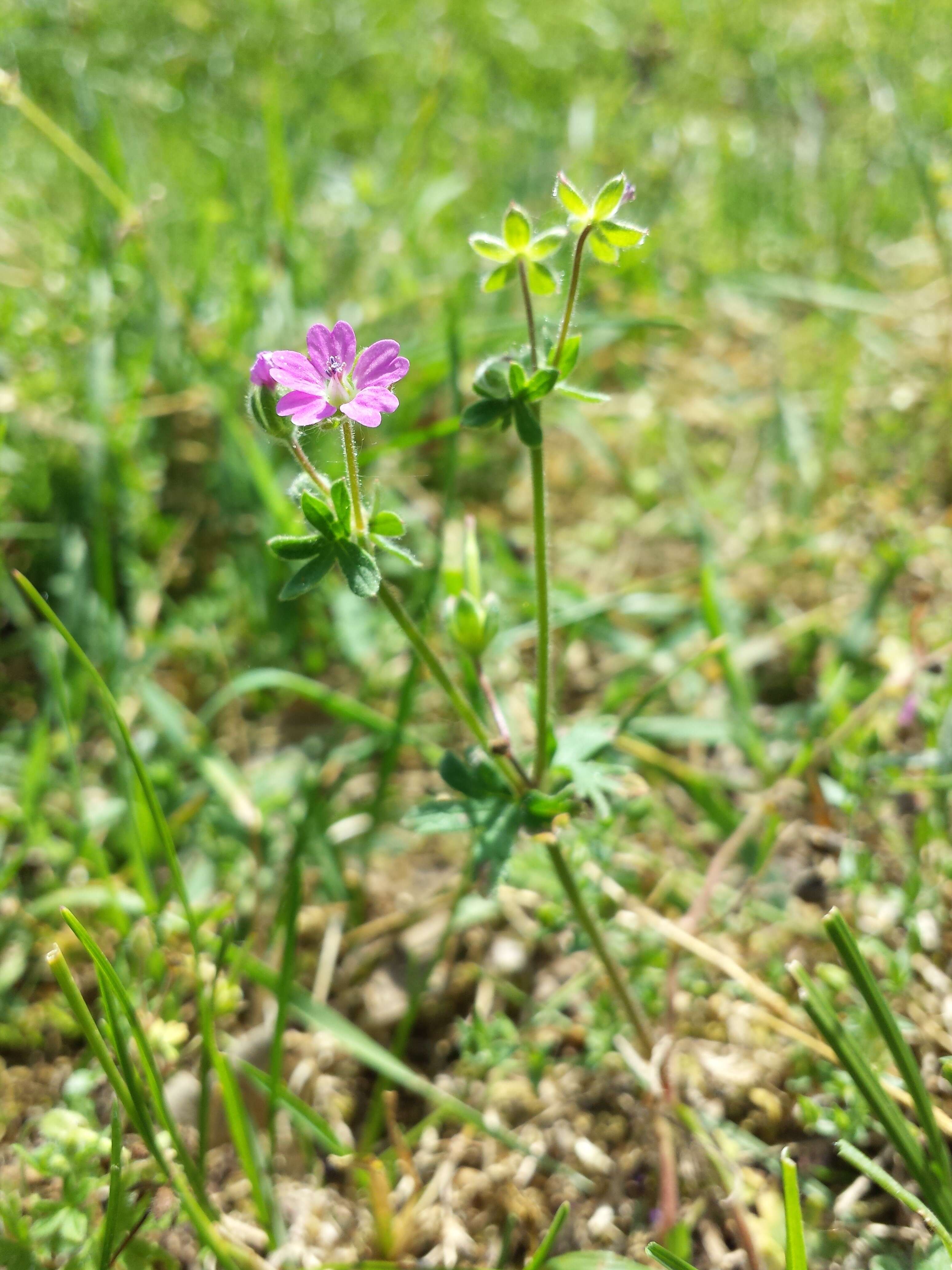 Imagem de Geranium molle L.