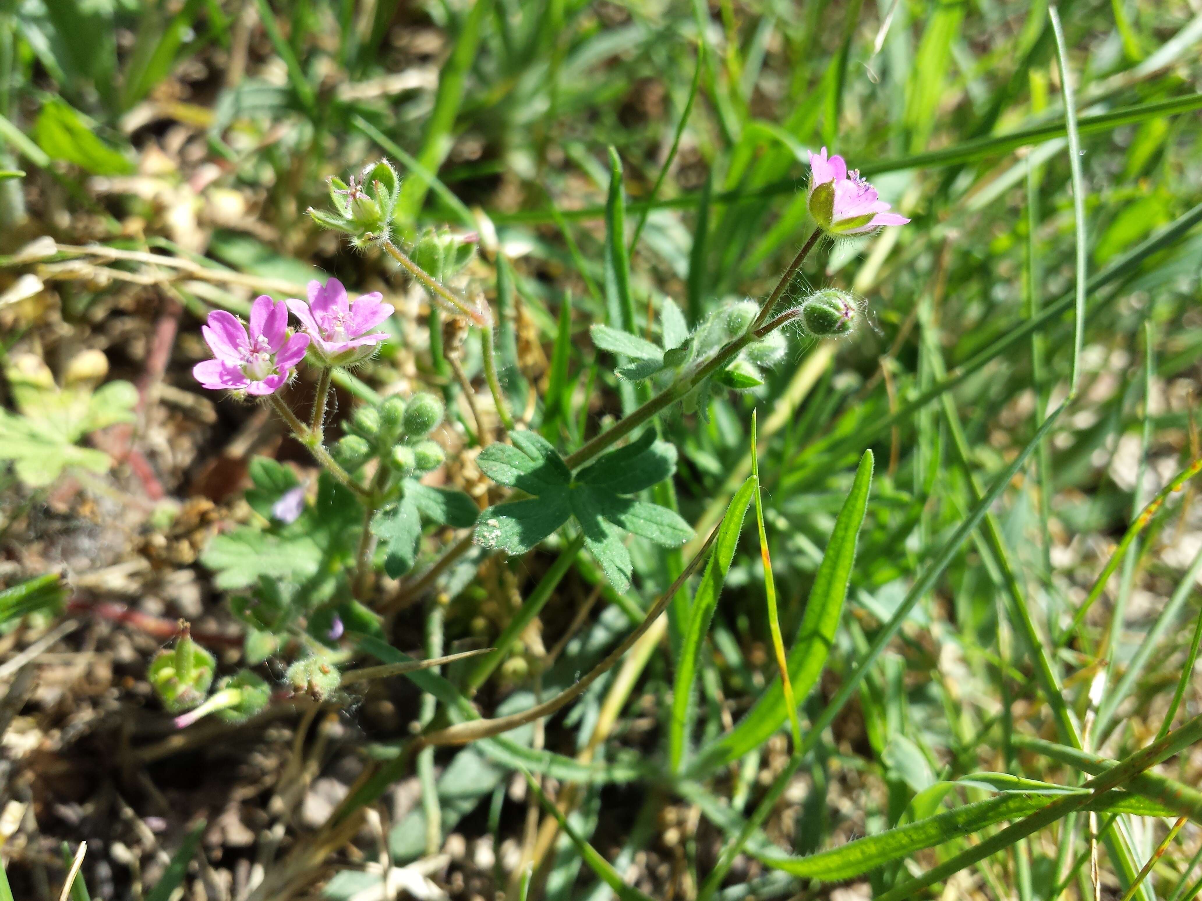 Imagem de Geranium molle L.