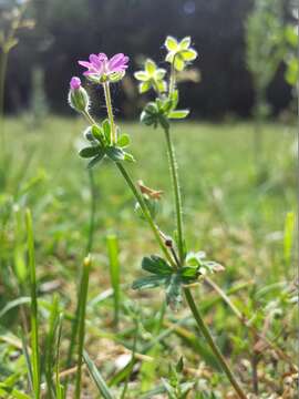 Imagem de Geranium molle L.