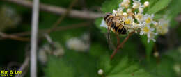 Image of Eristalis kyokoae (Kimura 1986)