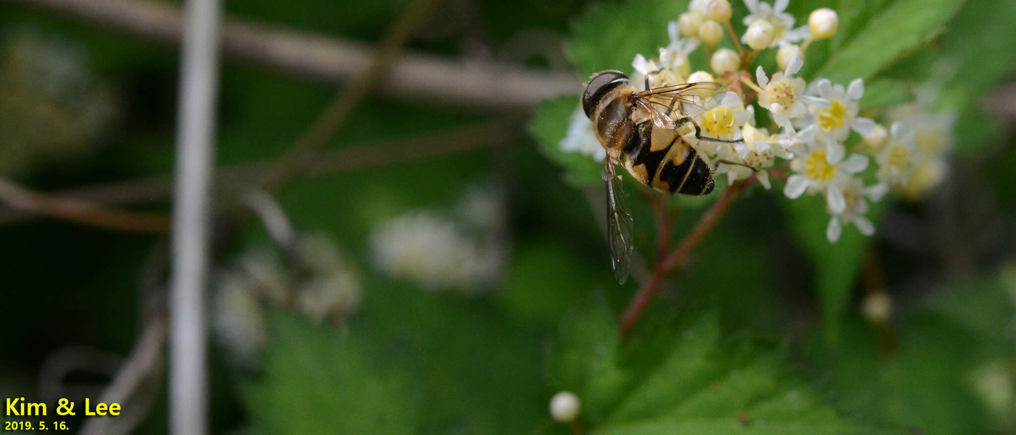 صورة Eristalis kyokoae (Kimura 1986)