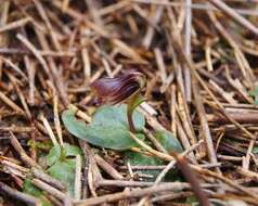 Image of Swamp helmet orchid