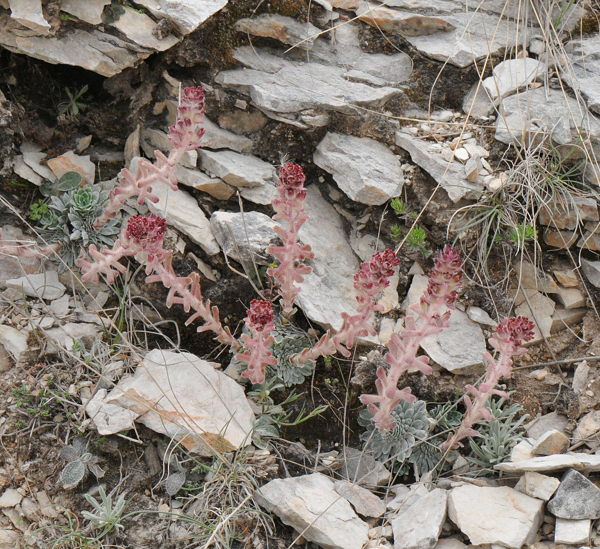 Image of Saxifraga federici-augusti subsp. grisebachii (Degen & Dörfler) D. A. Webb