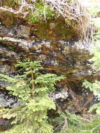 Image of cynodontium moss