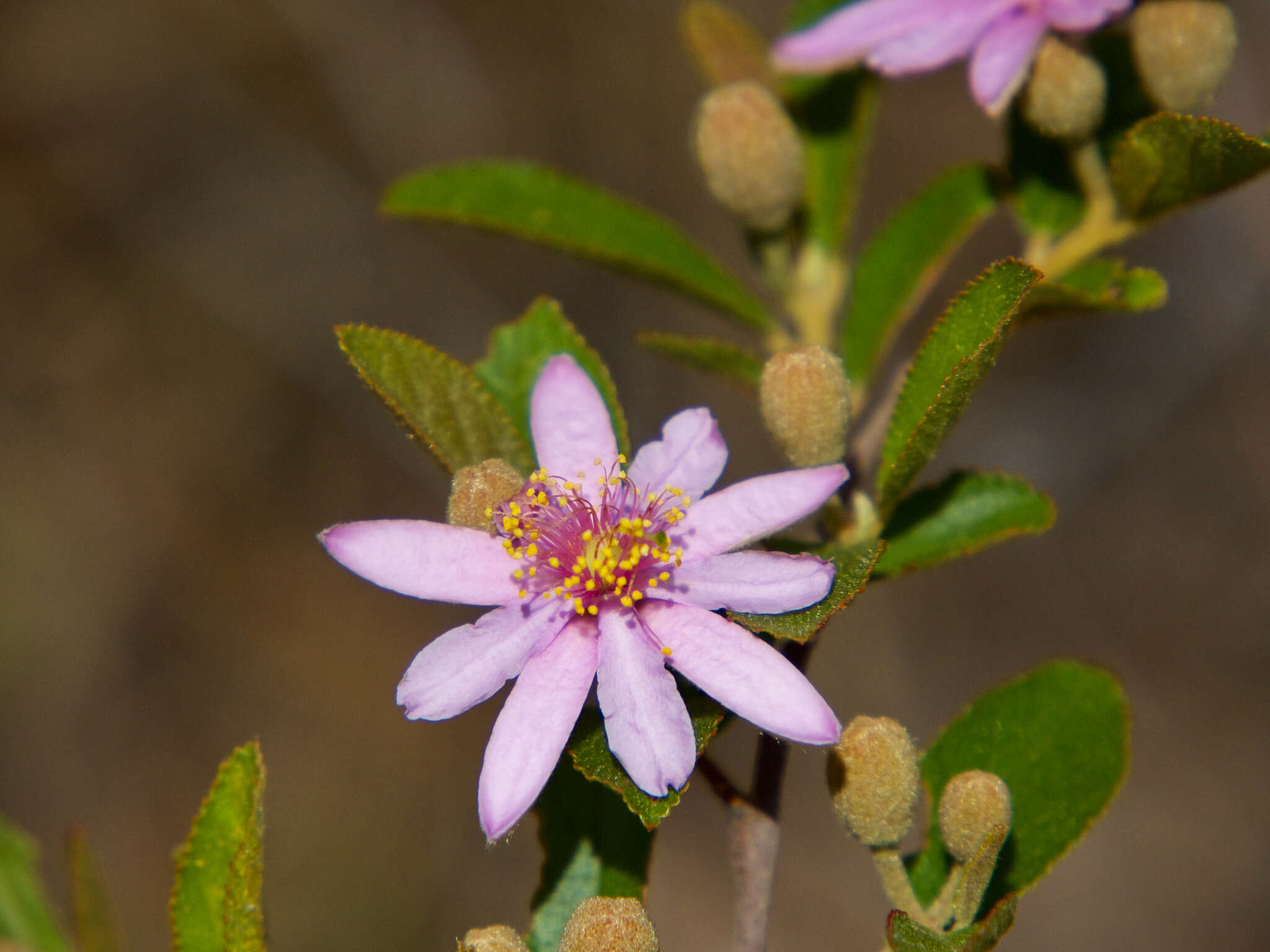 Image of Grewia douliotii R. Viguier