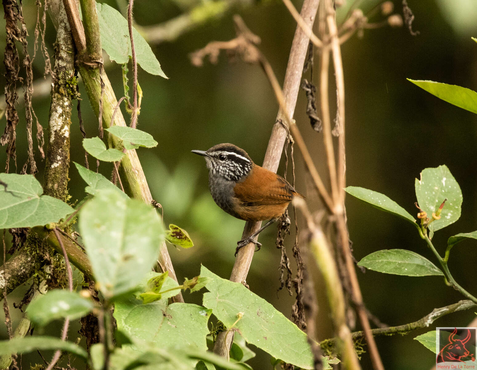 صورة Henicorhina leucophrys (Tschudi 1844)