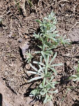 Image of Blunt-lobe Lupine