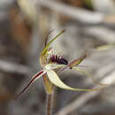 Sivun Caladenia graminifolia A. S. George kuva