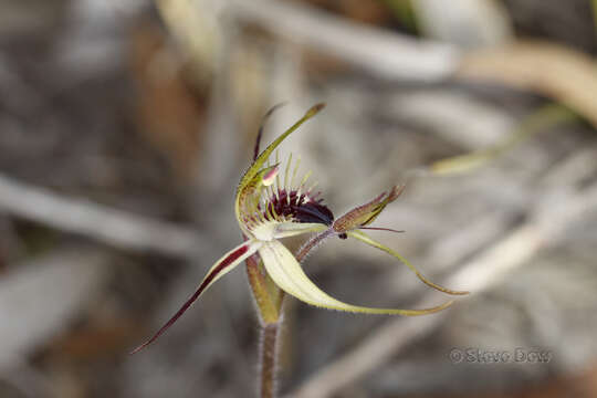 Image of Caladenia graminifolia A. S. George