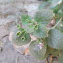 Image of Camptoloma rotundifolia Benth.