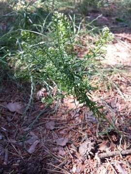 Image of Virginia pepperweed