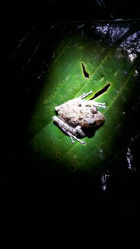 Image of Pristimantis labiosus (Lynch, Ruiz-Carranza & Ardila-Robayo 1994)