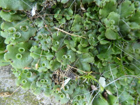 Image of Marchantia polymorpha subsp. ruderalis Bischl. & Boissel.-Dub.