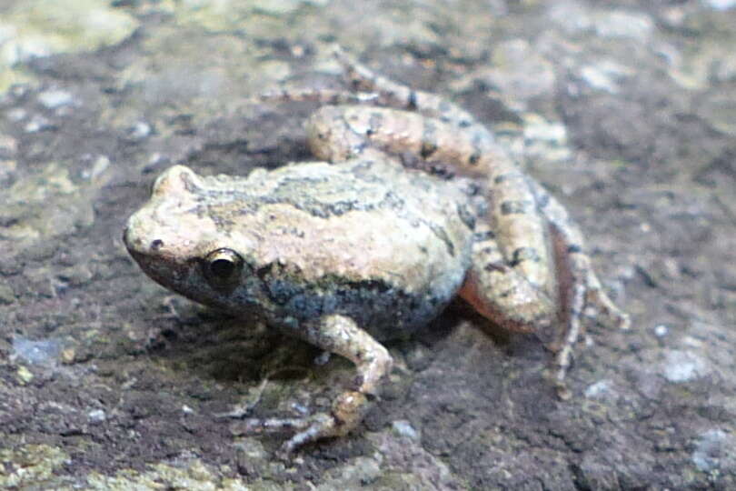 Image of Microhyla nilphamariensis Howlader, Nair, Gopalan & Merilä 2015