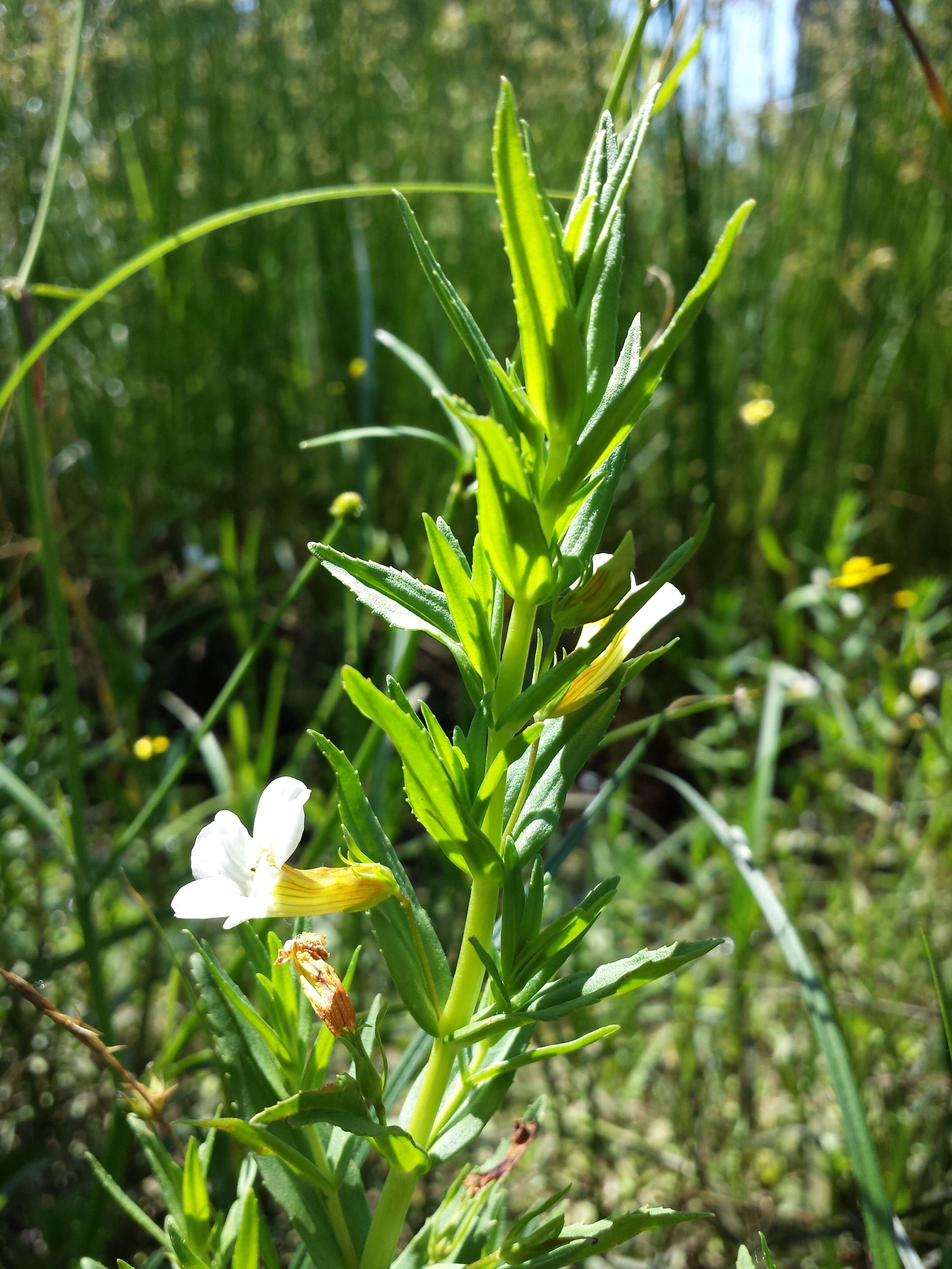 Image de Gratiole Officinale