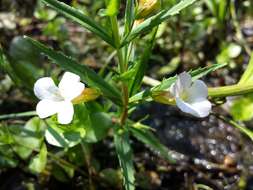 Image de Gratiole Officinale