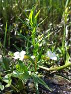 Image de Gratiole Officinale