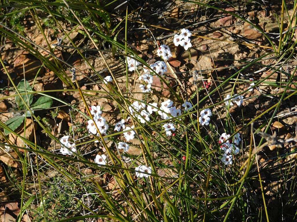 Image of Demure Loose Chinaflower