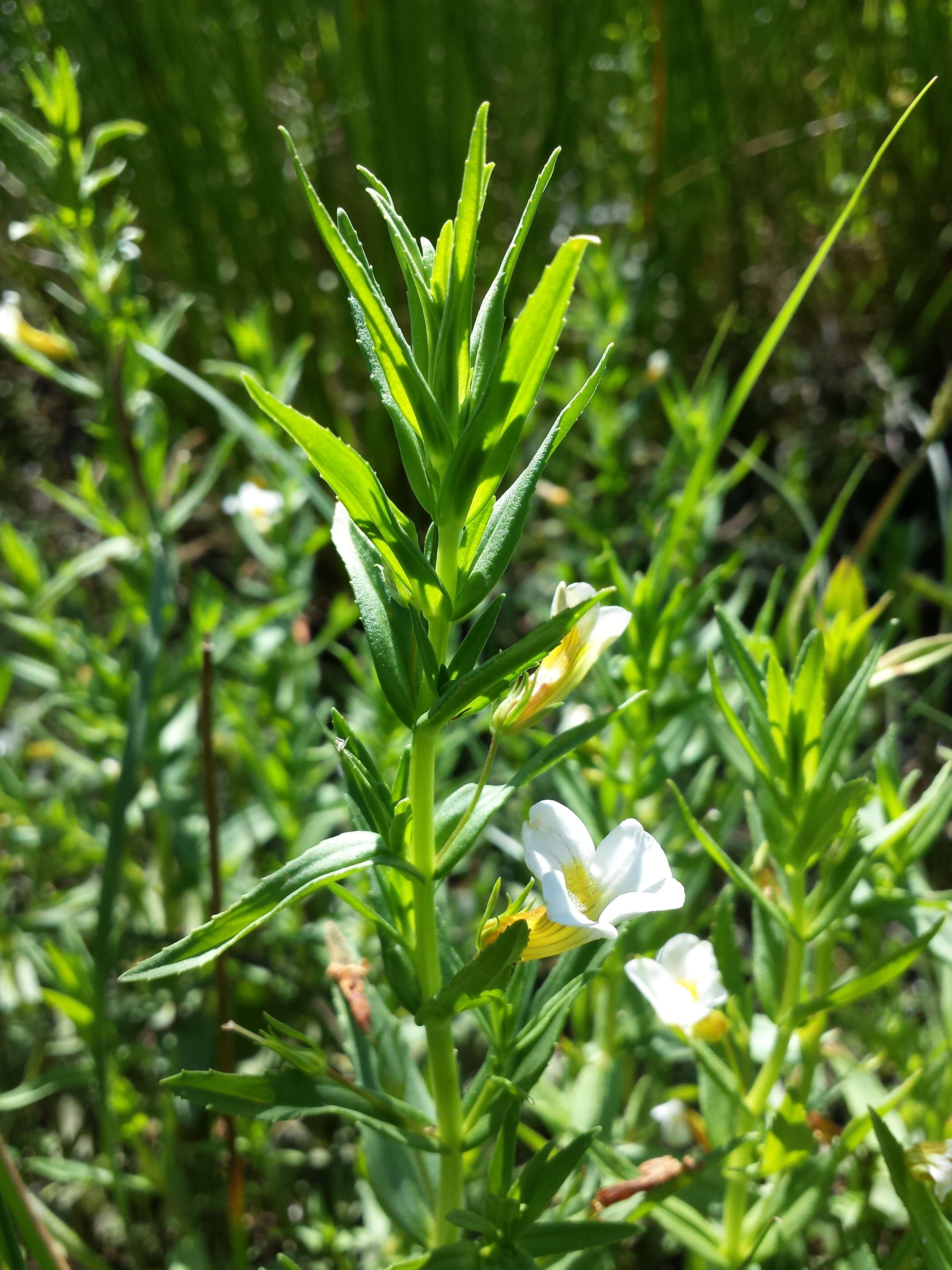 Image de Gratiole Officinale