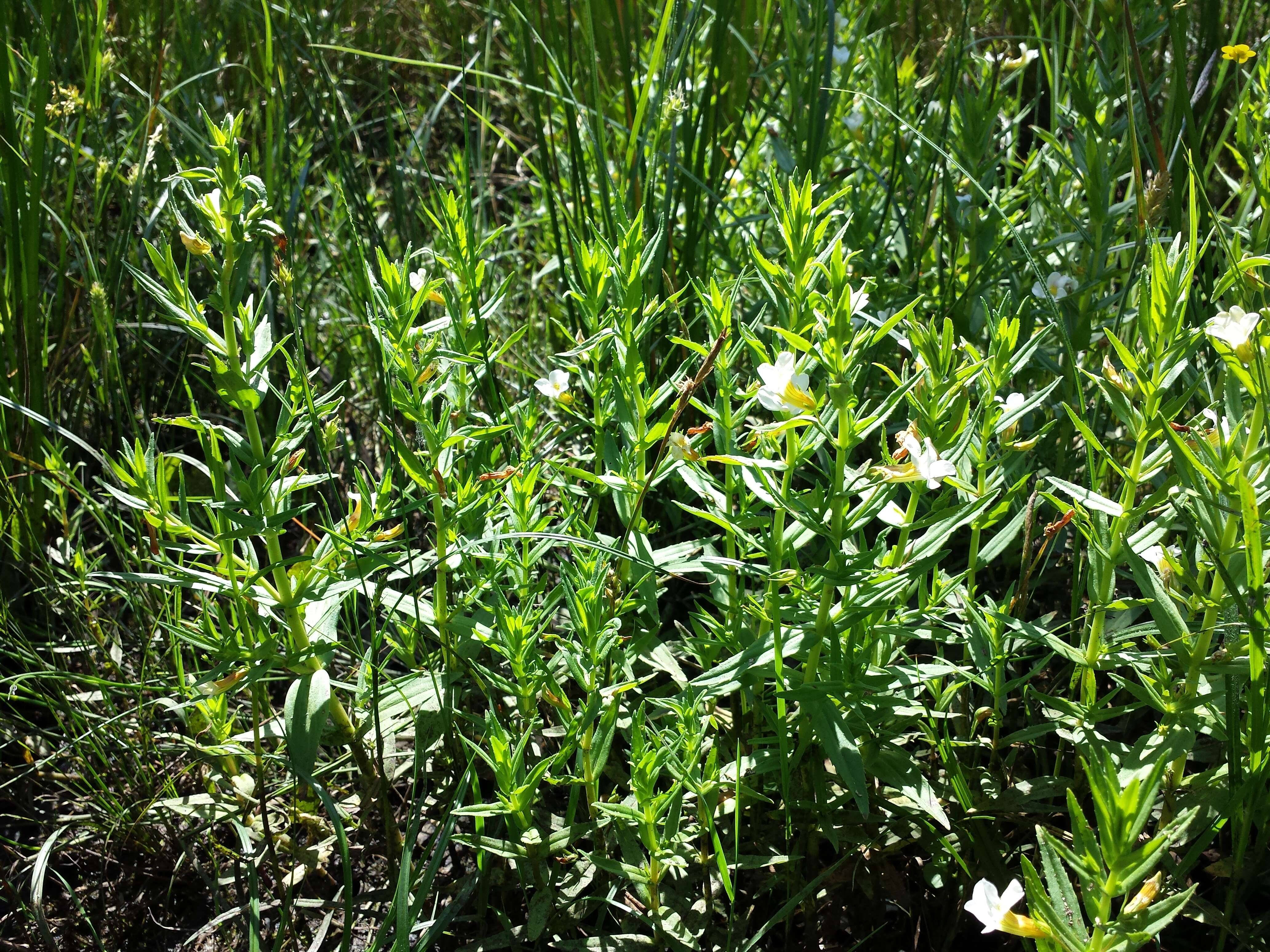 Image de Gratiole Officinale