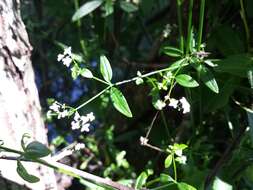 Imagem de Galium palustre L.