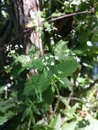 Imagem de Galium palustre L.