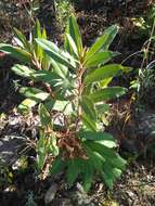 Image of Comarostaphylis longifolia (Benth.) Klotzsch