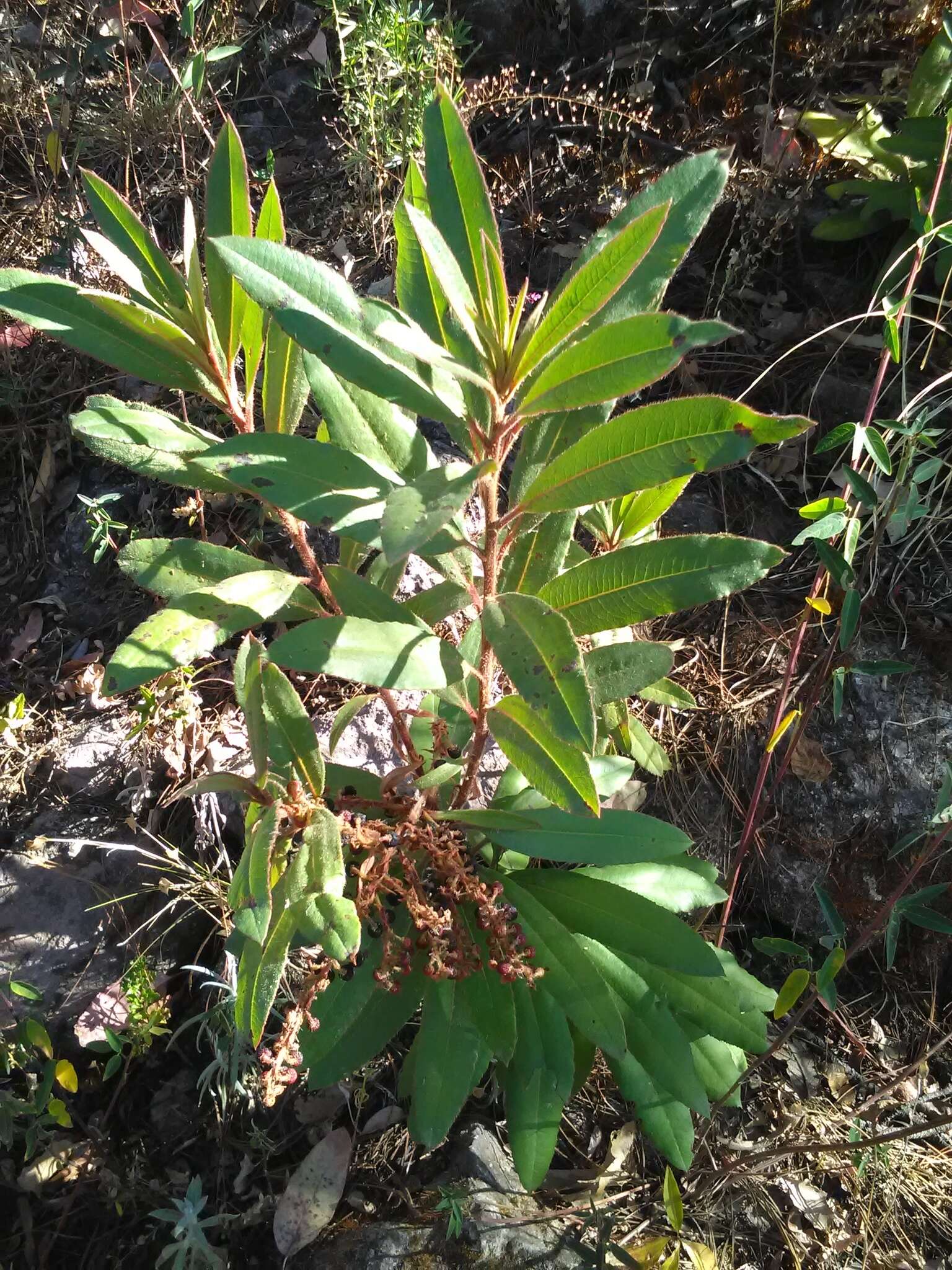 Image of Comarostaphylis longifolia (Benth.) Klotzsch