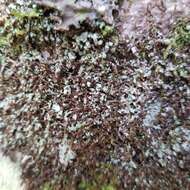 Image of Clam lichens