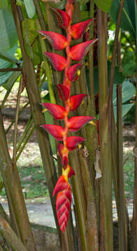 Image of Heliconia pogonantha Cufod.