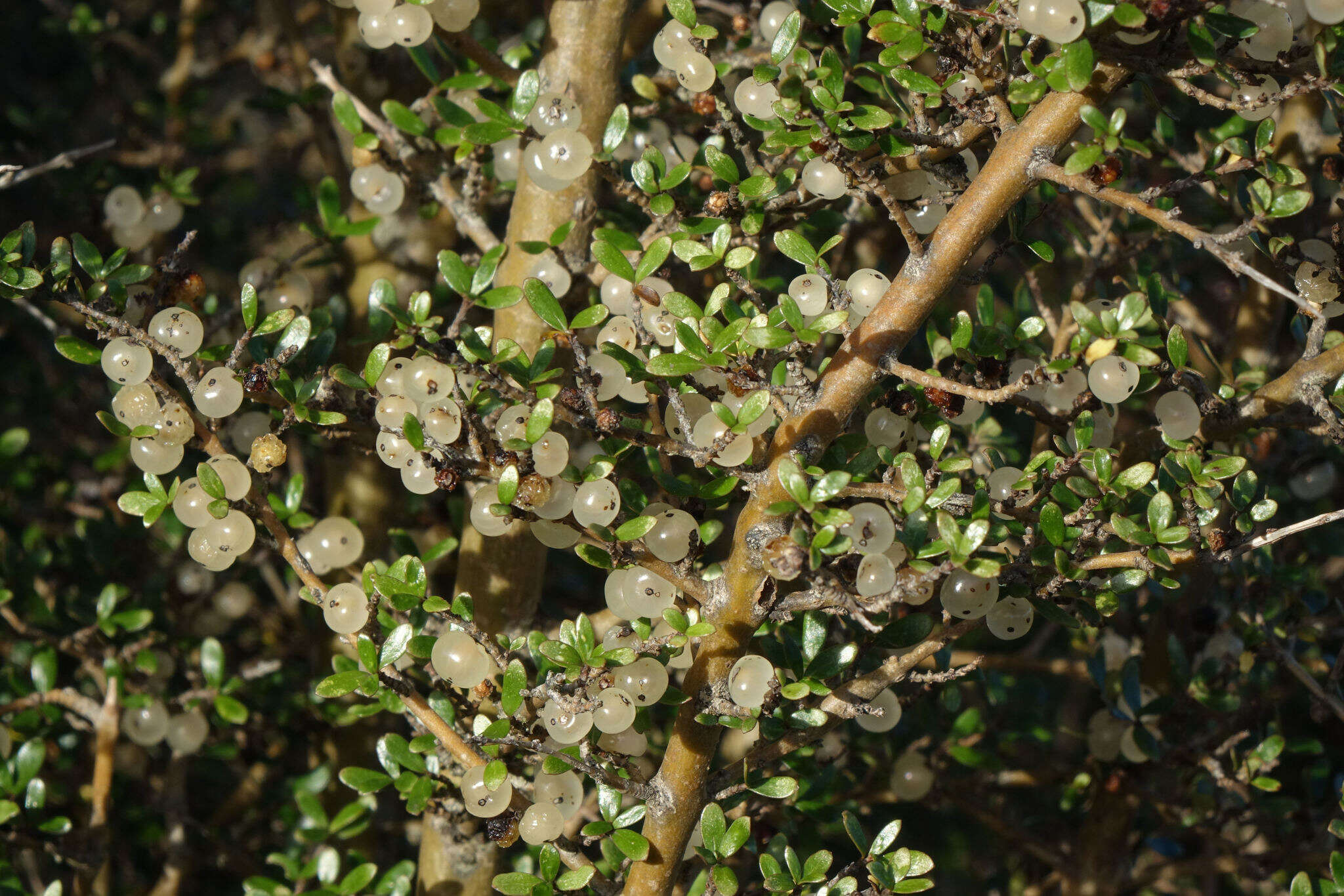 صورة Coprosma dumosa (Cheeseman) G. T. Jane