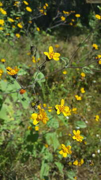 Image of annual bushsunflower