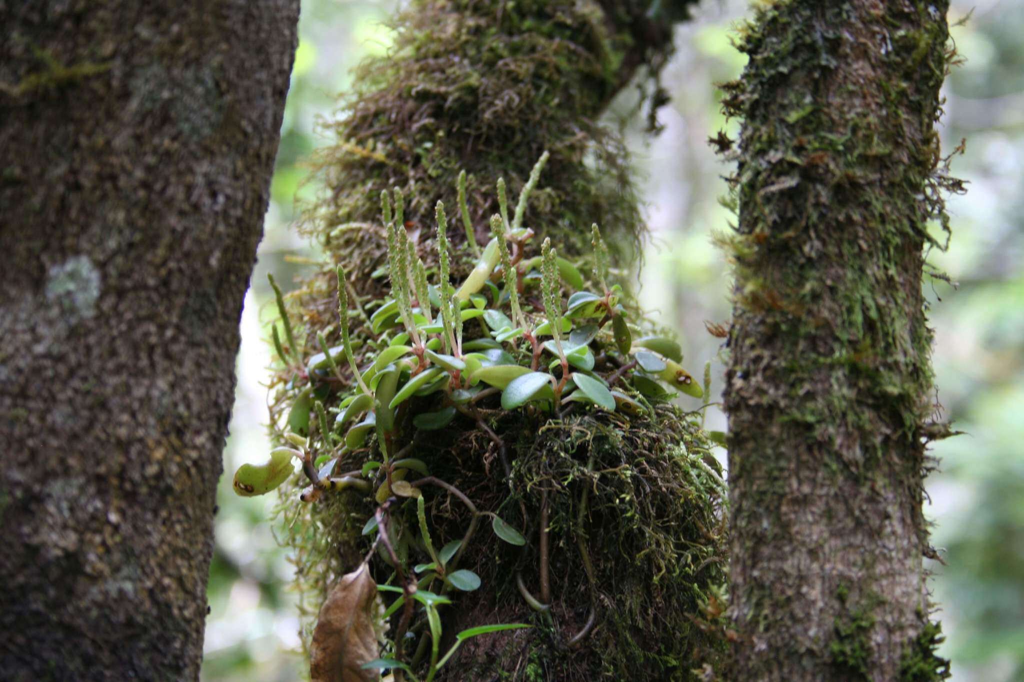 Image of Peperomia trichophylla Baker