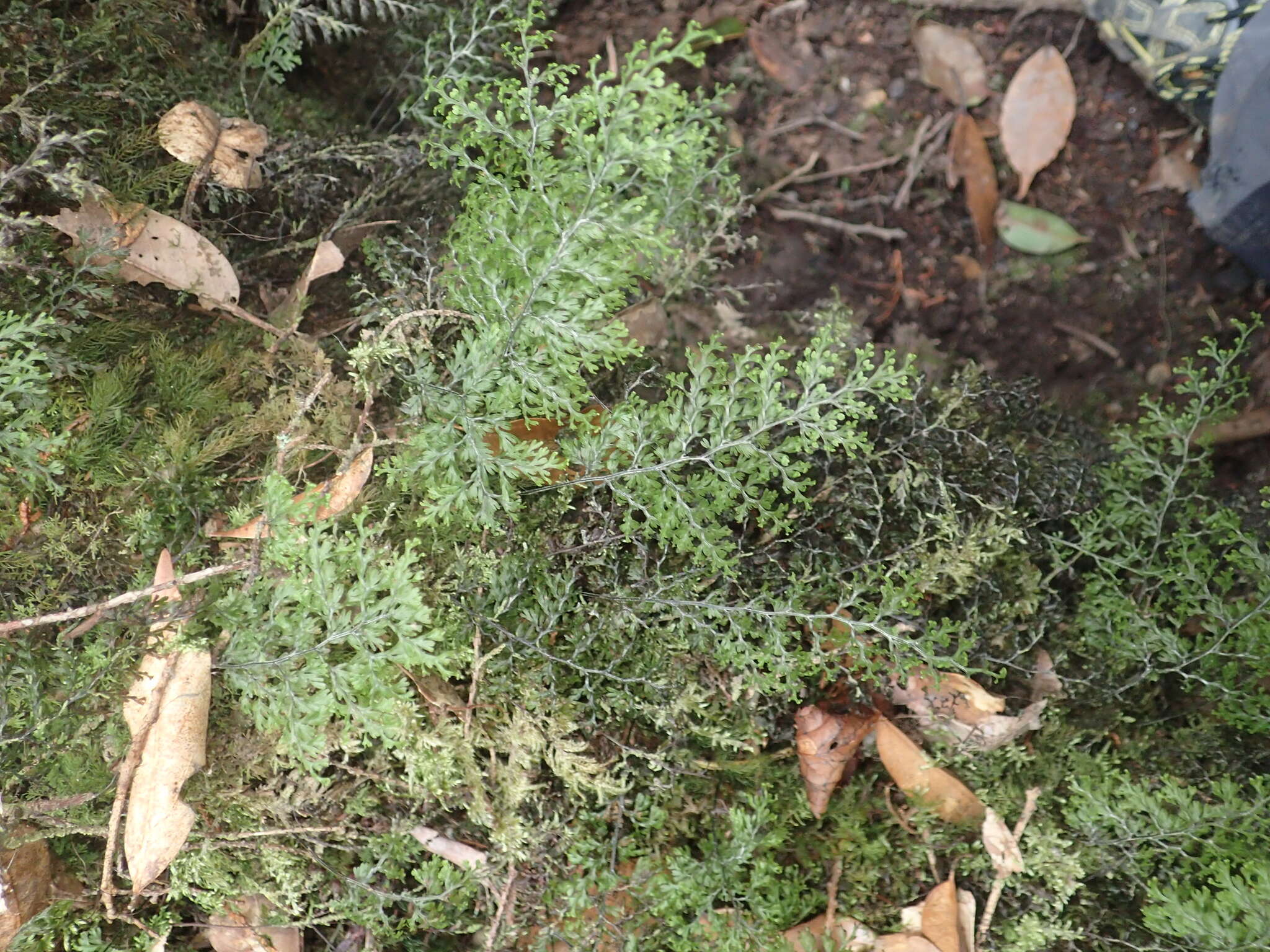 Sivun <i>Hymenophyllum polyanthon</i> kuva