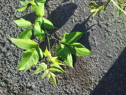 Image of Box Elder