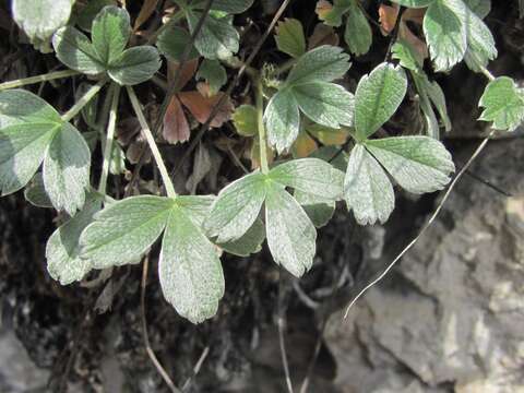 Слика од Potentilla oweriniana Rupr. ex Boiss.