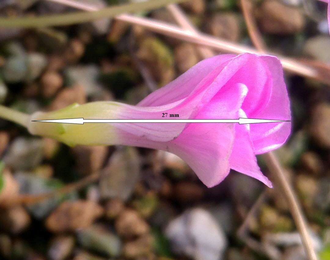 Sivun Oxalis fergusonae Salter kuva