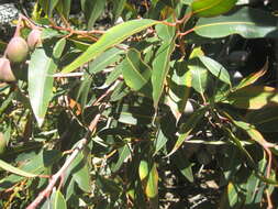 Imagem de Corymbia ficifolia (F. Müll.) K. D. Hill & L. A. S. Johnson