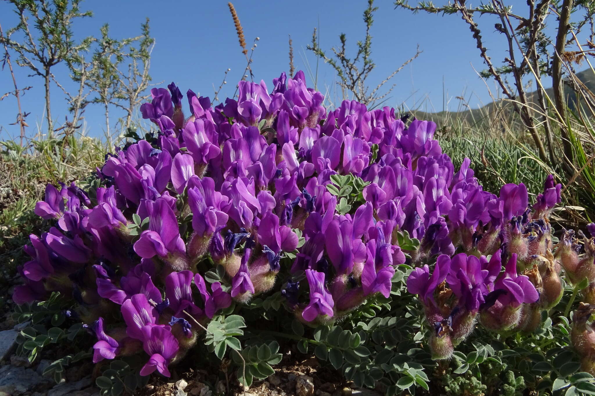 Image de Oxytropis intermedia Bunge