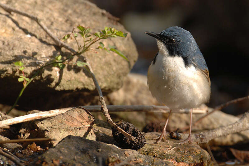 Image of Cyanoptila Blyth 1847