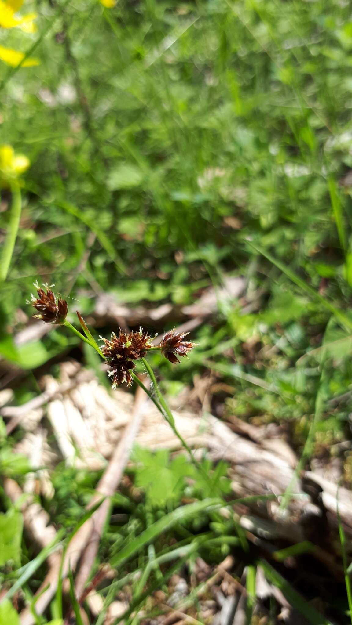 Juncus planifolius R. Br.的圖片