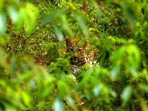 Image of Indian leopard