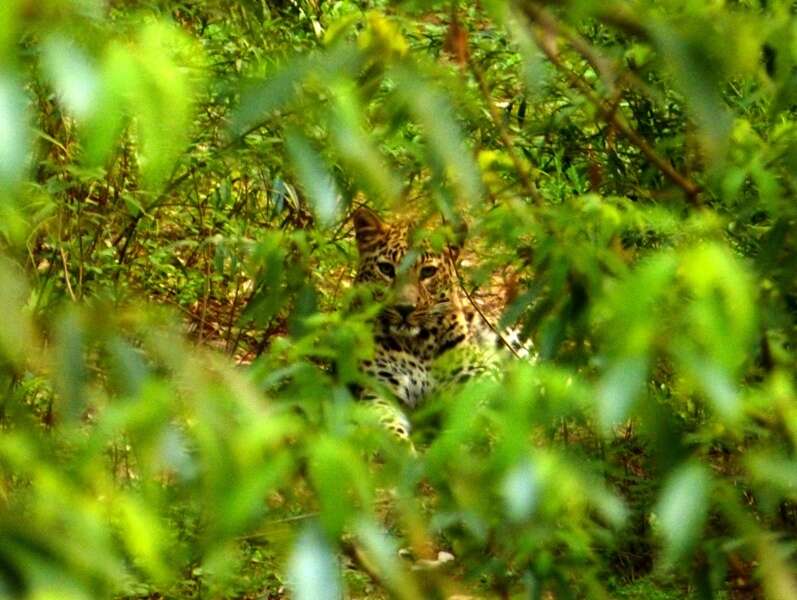 Imagem de Leopardo-indiano