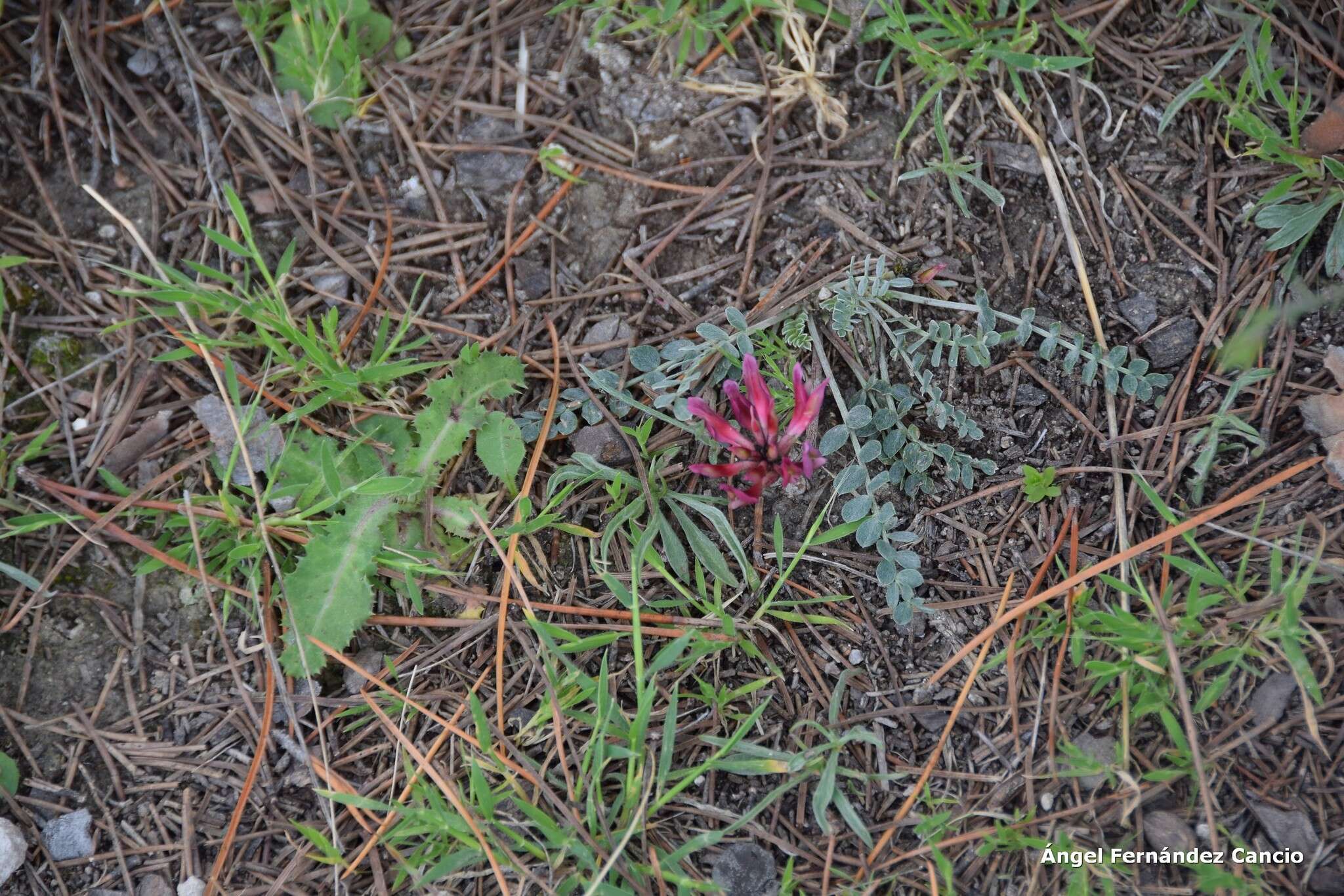 Image of Astragalus incanus L.