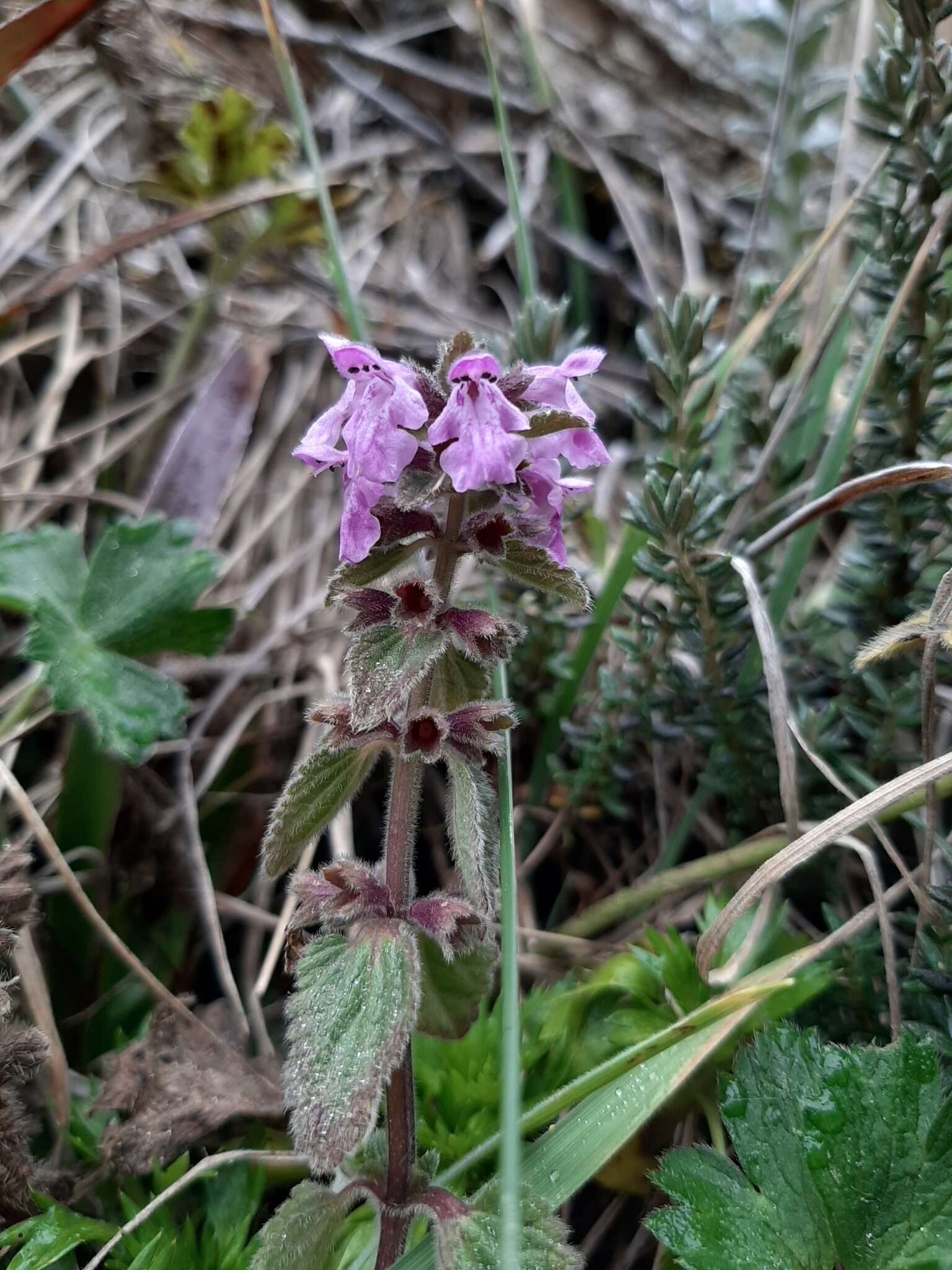 Image of Stachys elliptica Kunth